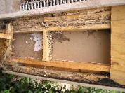 Structural, Water and Termite Damage to House Wall Framing
